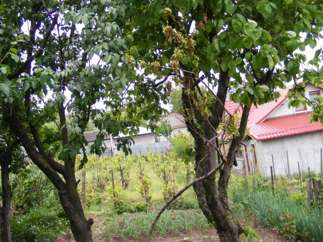 Case, E3, Campului