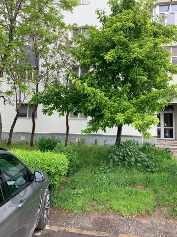 Apartament, 1 MAI, CIUPERCA