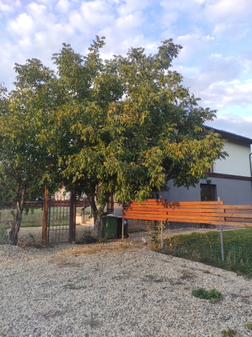 Case, Gulia, Bucuresti Nord-Vest