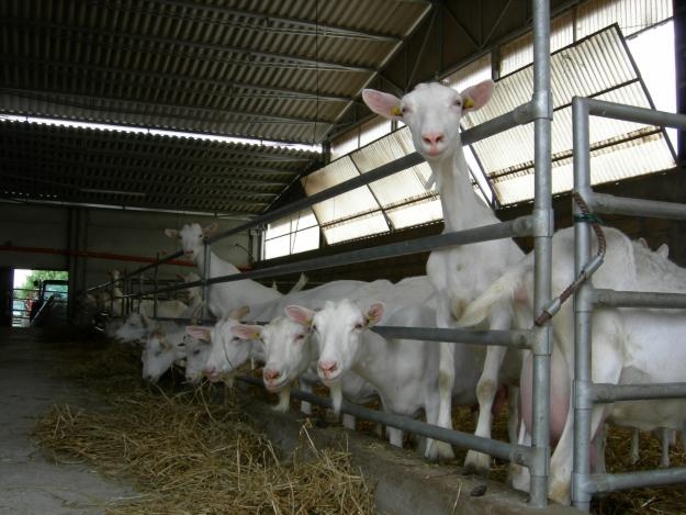 Cresterea animalelor, C.A.P., C.A.P