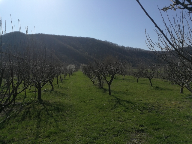 Case, Cocorastii Caplii, central
